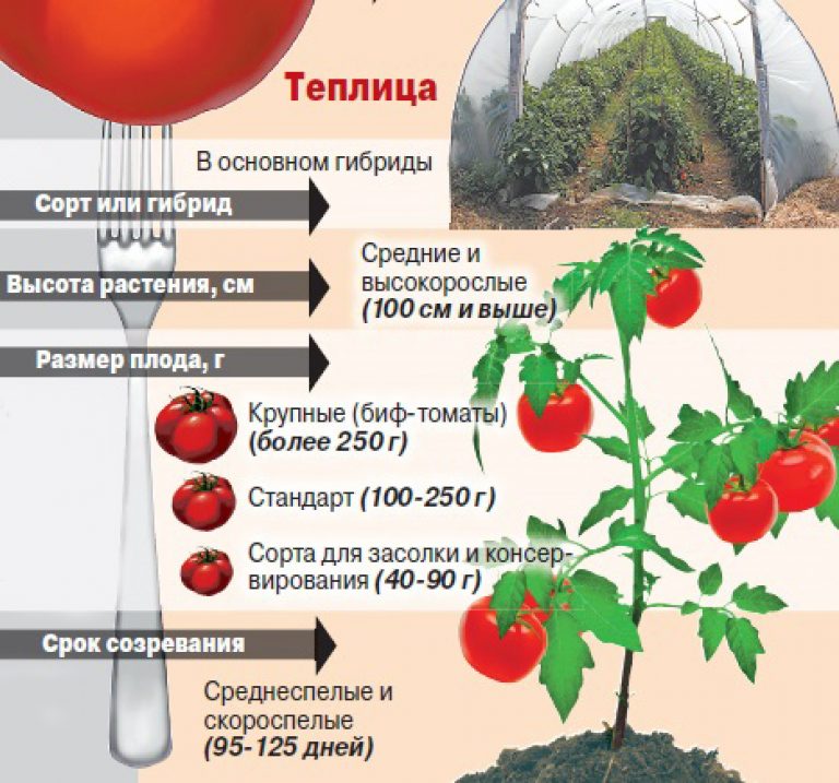 Как высаживать помидоры: выбор сорта, рассада, посадка, уход