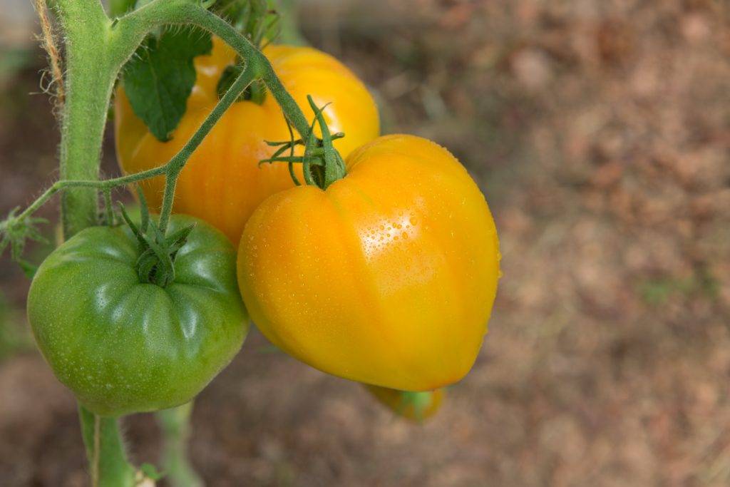 Характеристика и описание томата “оранжевое сердце”, отзывы