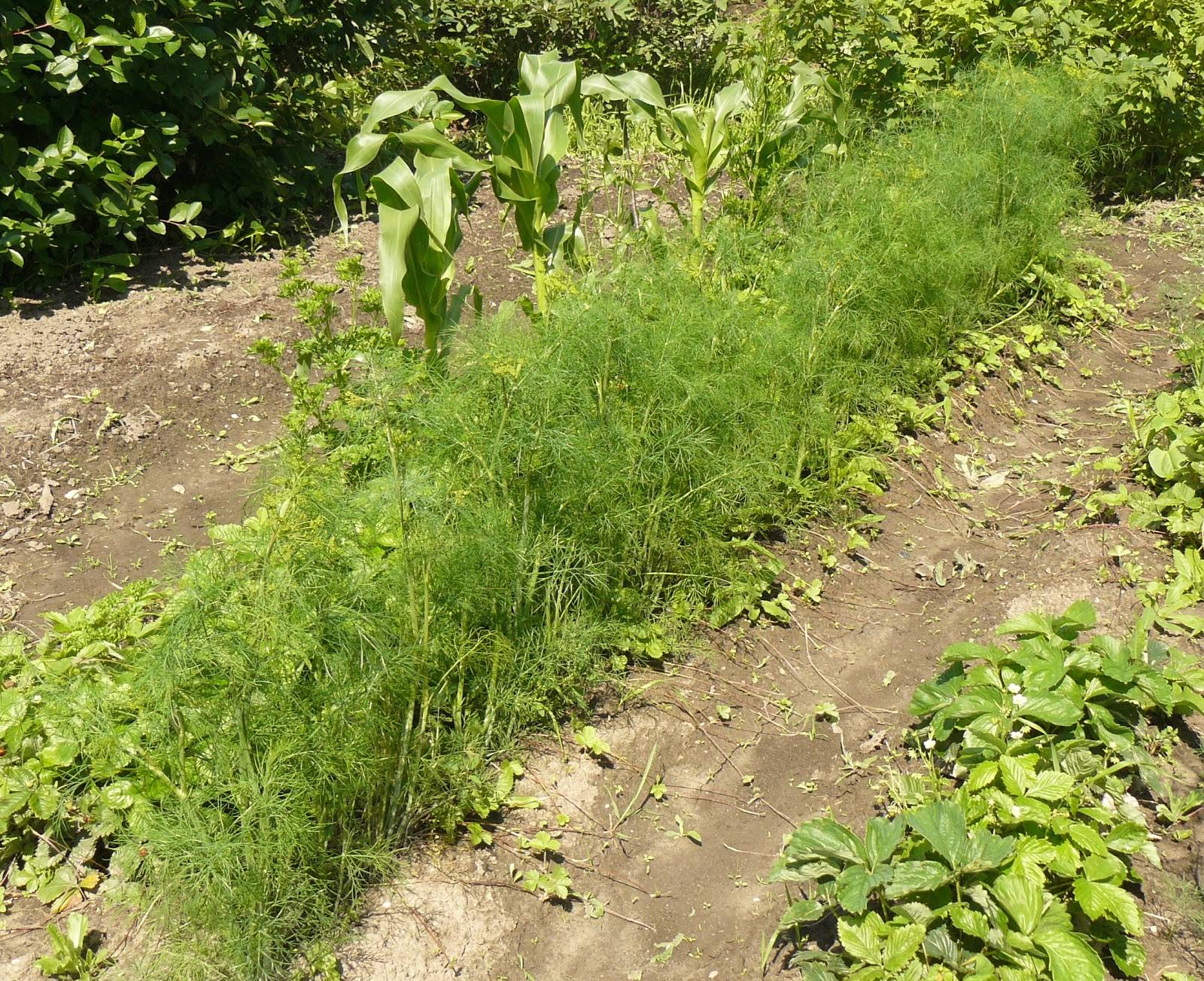 Мангольд: выращивание и уход в открытом грунте из семян и рассады, пошаговая инструкция