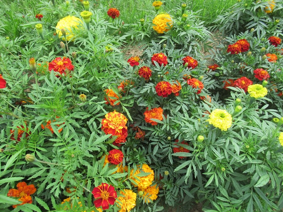Бархатцы тонколистные (30 фото): особенности сортов «красный самоцвет», «паприка» и других. тонкости выращивания цветов из семян. как использовать бархатцы в ландшафтном дизайне?