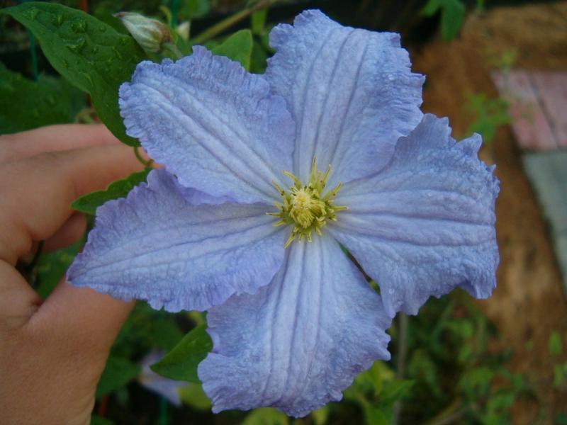 Голубые клематисы (30 фото): описание синих кустовых и махровых сортов клематиса,  «голубой щенок» и «синий дождь», мелкоцветковые сорта