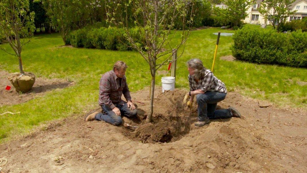 Что можно посадить в тени или секреты успешного выращивания растений под деревьями на небольшом участке?