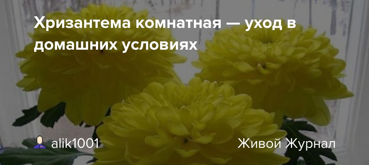 Картинка отцветшие хризантемы. Отцветшие хризантемы песня. Картинка отцветшие хризантемы отцвели.