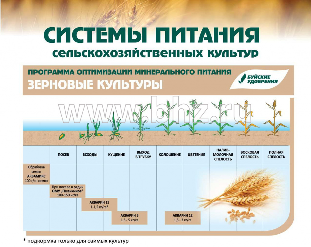 Какой тип системы у пшеницы. Схема подкормки озимой пшеницы. Подкормка озимой пшеницы удобрениями. Удобрение Яровой пшеницы схема. Удобрения для растений.