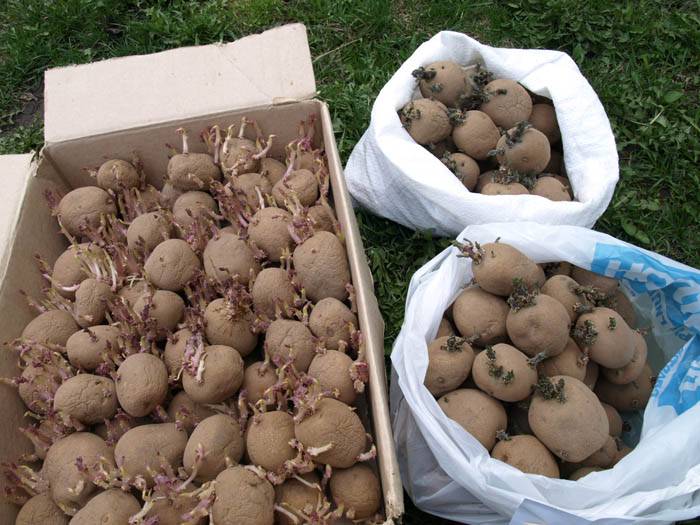 Как вырастить картофель из семян через рассаду в домашних условиях
