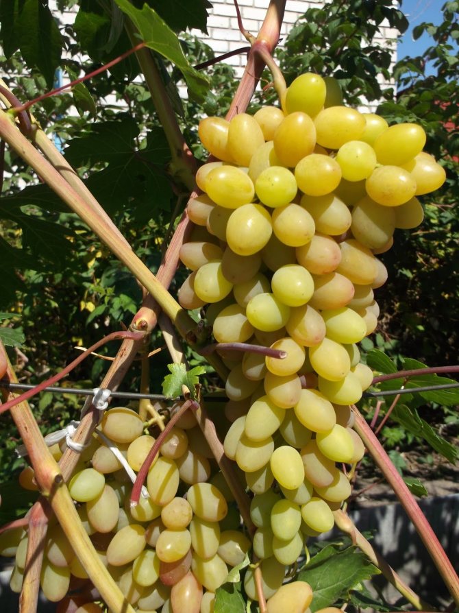 Сорт винограда румба: описание, фото