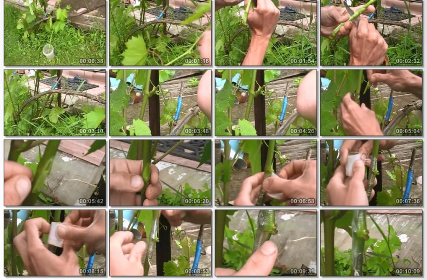 Прививка винограда весной для начинающих - сроки, фото и видео