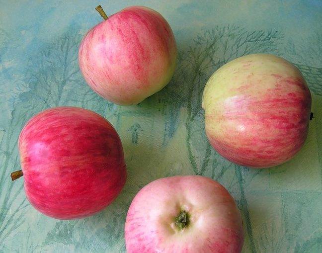 Описание яблони сорта Башкирская Красавица и тонкости выращивания
