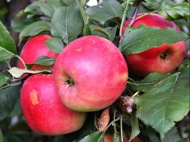 Особенности выращивания яблони ауксис