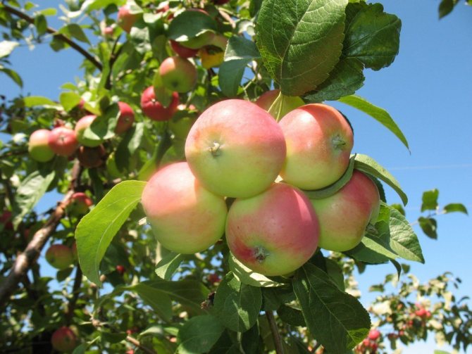 Яблоня белорусская сладкая — описание сорта, фото, отзывы
