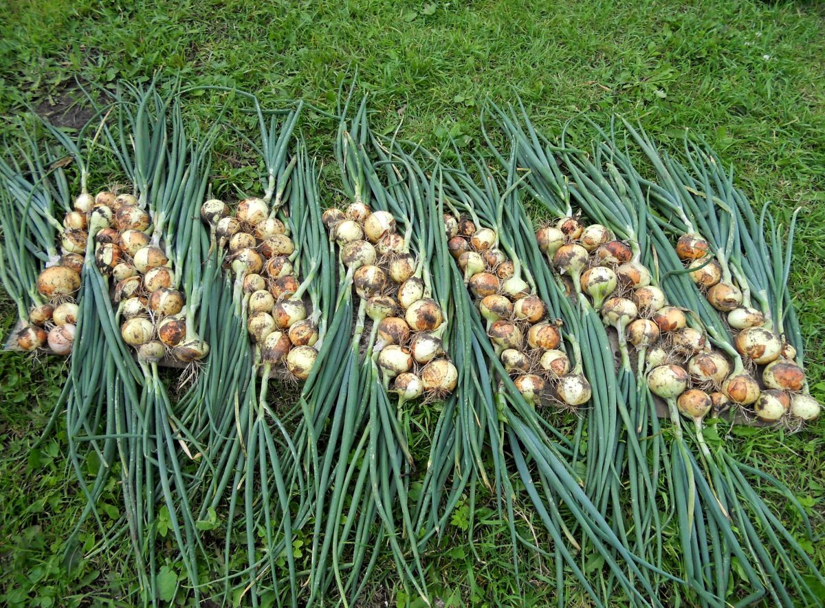 Семейный лук: выращивание и уход в открытом грунте и теплице, пошаговое руководство от посадки семян до сбора урожая