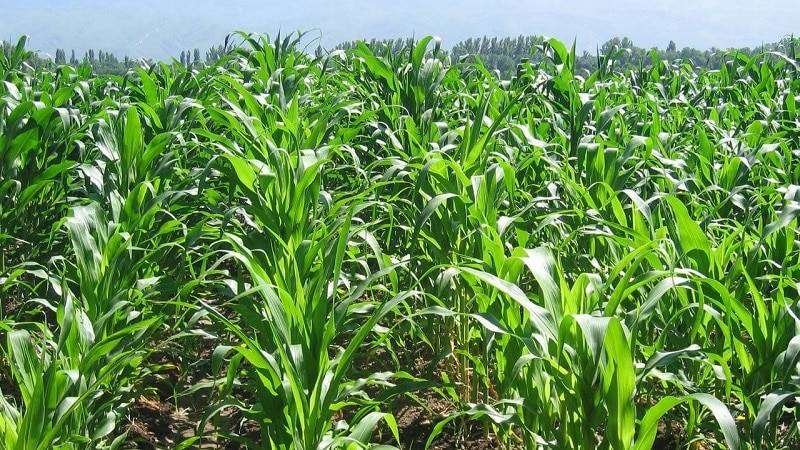 Посев кукурузы: норма, подготовка семян, как и когда сажать в открытый грунт, технология с видео