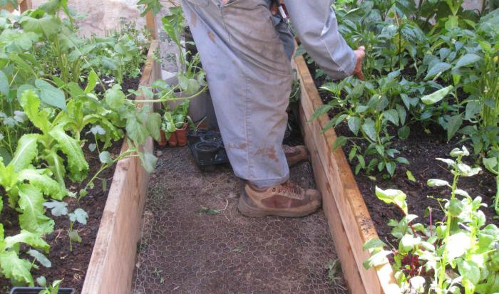 Как подготовить землю в теплице для посадки помидоров