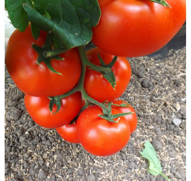 Перспективный гибрид для открытого грунта — томат «надежда»: описание сорта, фото