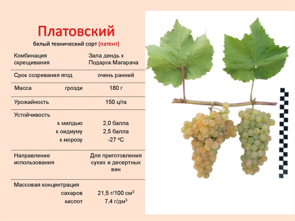 Виноград «красотка»: описание сорта, фото и отзывы, правила посадки и выращивания