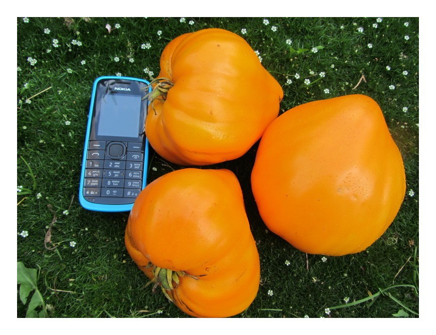 Томат оранжевая клубника: характеристики и описание сорта, отзывы