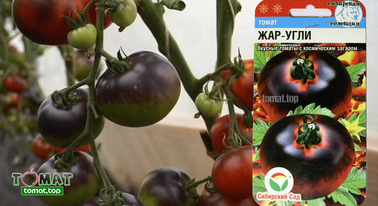 Описание сорта томата жар, особенности выращивания и урожайность
