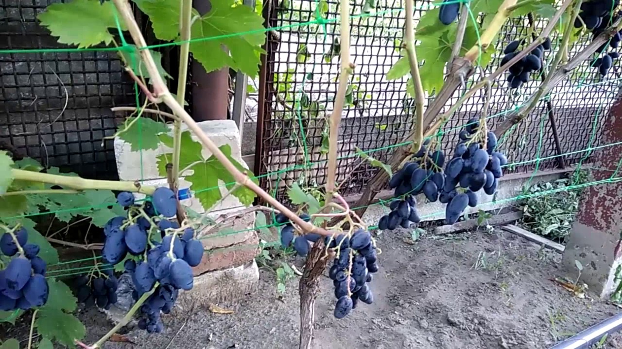 Общая характеристика винограда ромбик
