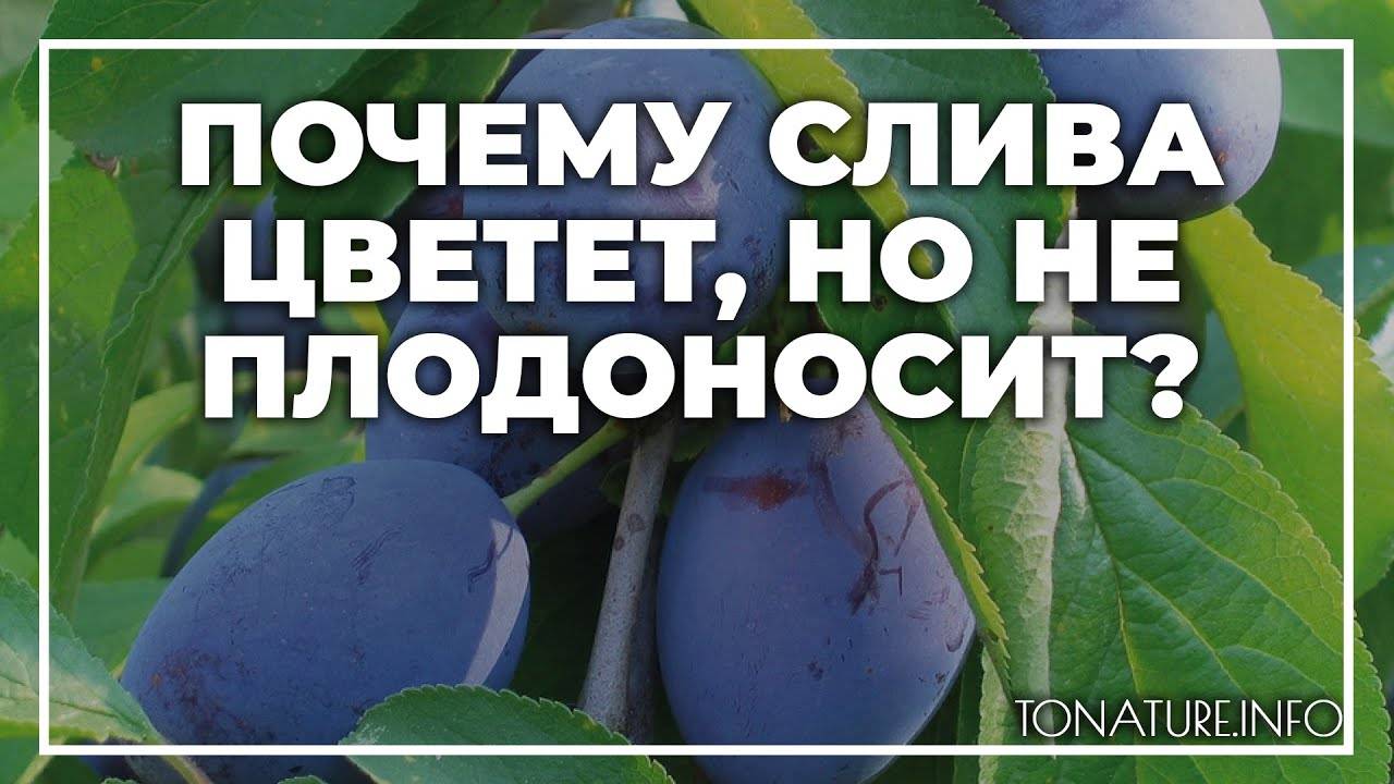 Статья о сливе фото