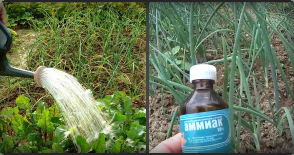Нашатырный спирт – как применять для подкормки растений и борьбы с вредителями