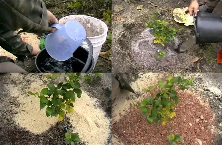 Хризантемы в саду: особенности выращивания в открытом грунте