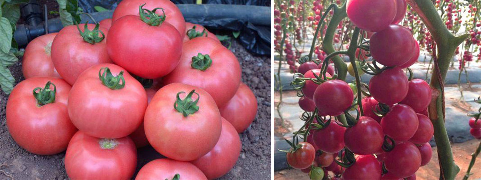 Описание сорта томата розовая жемчужина, его характеристика и урожайность – дачные дела