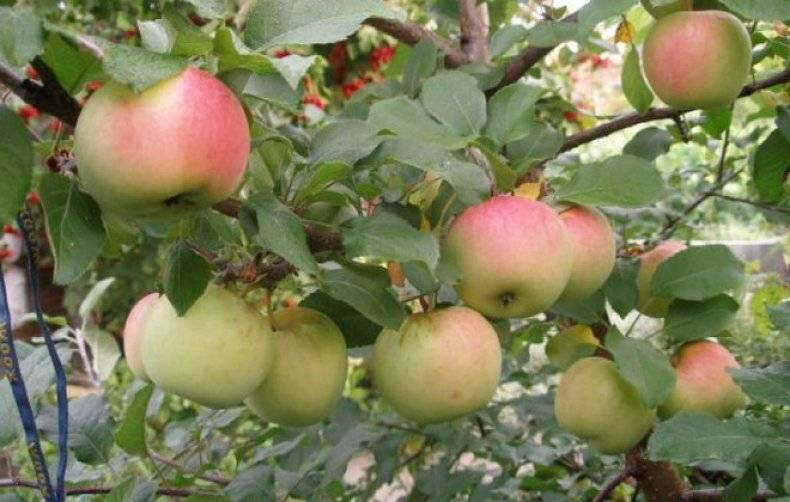 Яблоня боровинка — тонкости выращивания