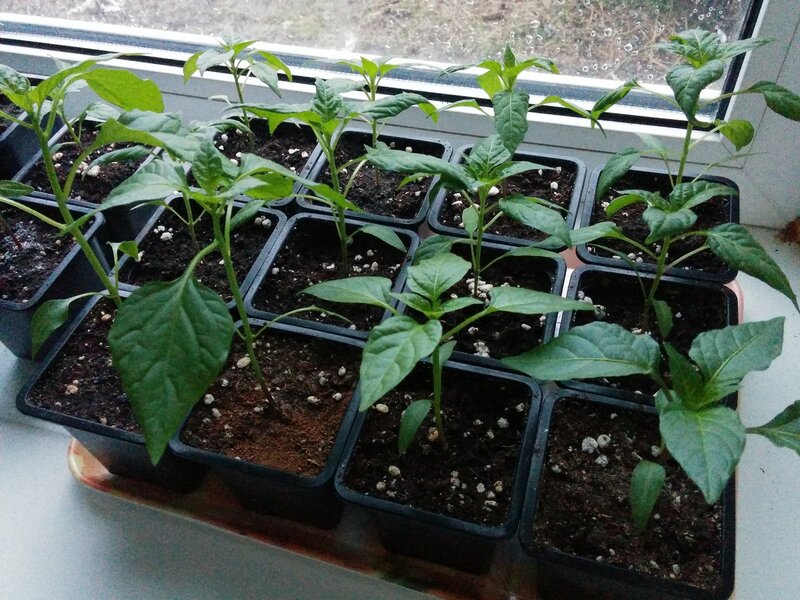 Чем подкормить рассаду перца и помидор в домашних условиях: советы опытных огородников
