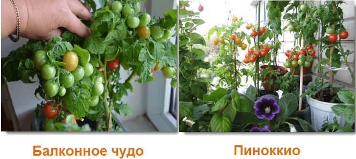 Посадка и выращивание томатов черри