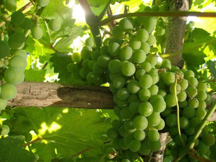 Подробное описание винограда "элегант сверхранний"