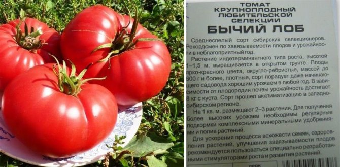 Томат сибирский скороспелый сорт: описание, выращивание и пасынкование