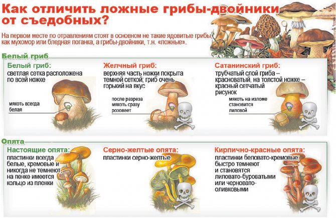 Как отличить съедобный гриб от несъедобного: проверенные способы
