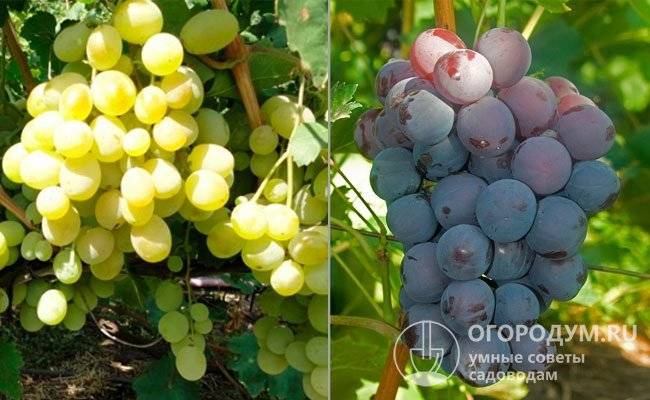 Виноград рофшор: описание сорта, фото, отзывы, выращивание и уход