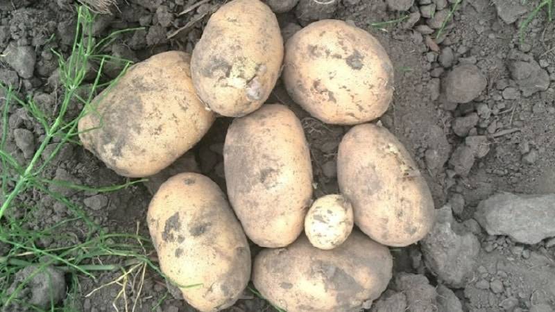 Сорт картофеля «ильинский», подходящий для любой почвы и климатических условий