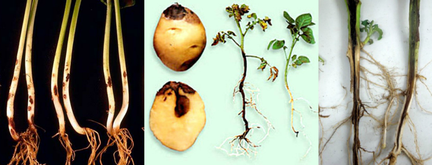 Альтернариоз картофеля: описание, меры борьбы и профилактика | домашняя ферма