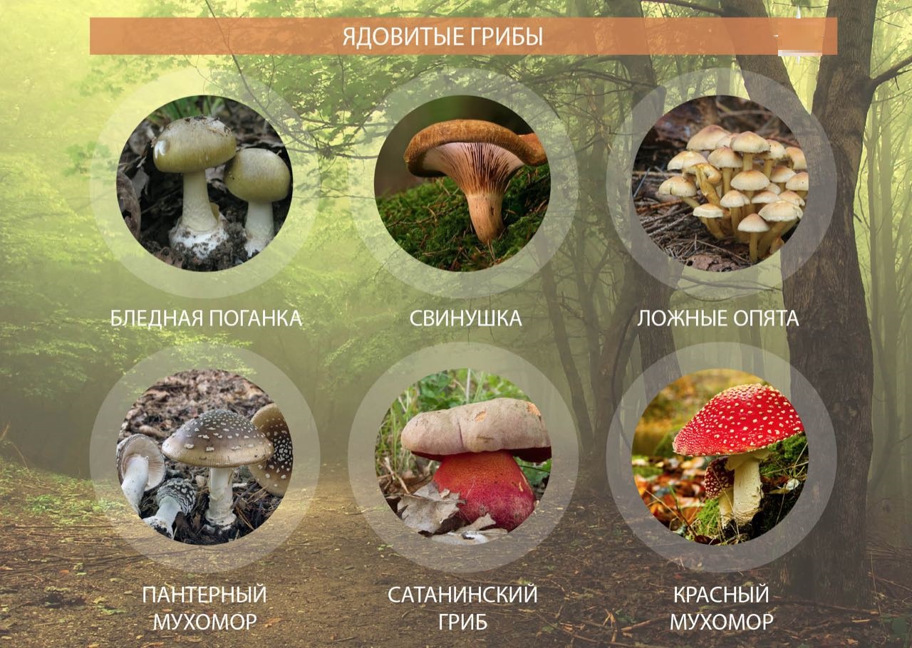 Грибы в краснодарском крае 2021: когда и где собирать, сезоны и грибные места