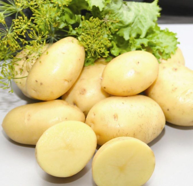 Картошка ривьера: описание сорта, характеристика, отзывы