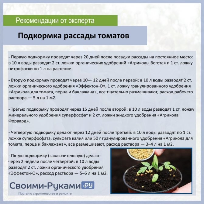 Подкормка рассады огурцов в домашних условиях и на огороде: чем и как правильно подкармливать, рецепты различных удобрений русский фермер