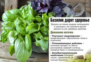 Семена базилика: полезные свойства, применение и противопоказания | пища это лекарство