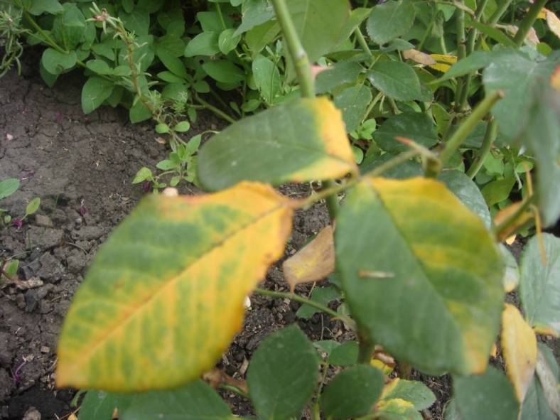 Почему у сливы желтеют листья, что делать с их курчавостью, как лечить хлороз