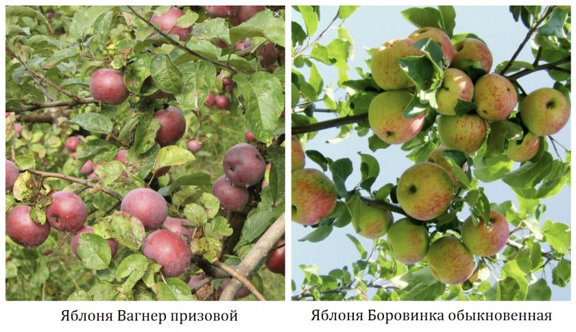 Описание сорта яблони брусничное: фото яблок, важные характеристики, урожайность с дерева