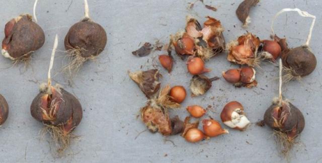 Семена гладиолусов (19 фото): как выглядят семена и как собрать? выращивание и размножение семенами в домашних условиях. уход за гладиолусом