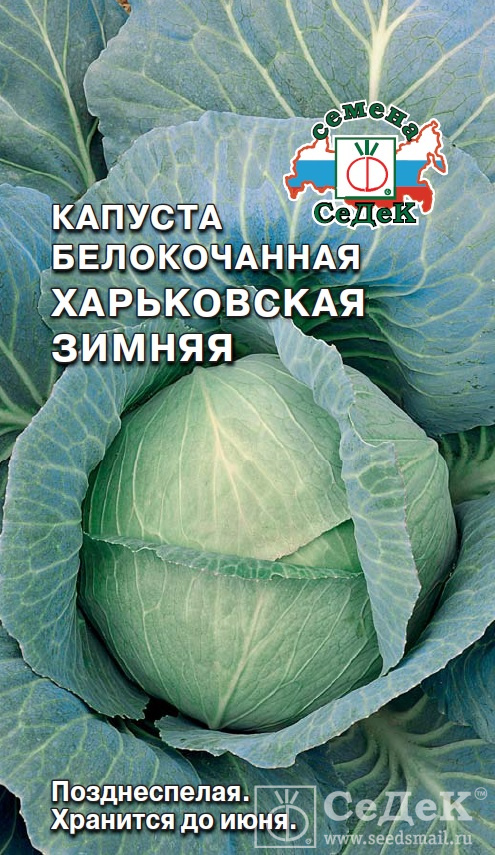 Капуста харьковская: описание и урожайность сорта, отзывы, фото