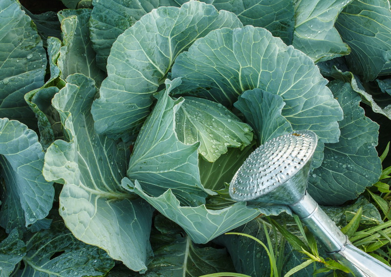 Как часто и правильно поливать капусту в открытом грунте: советы и рекомендации