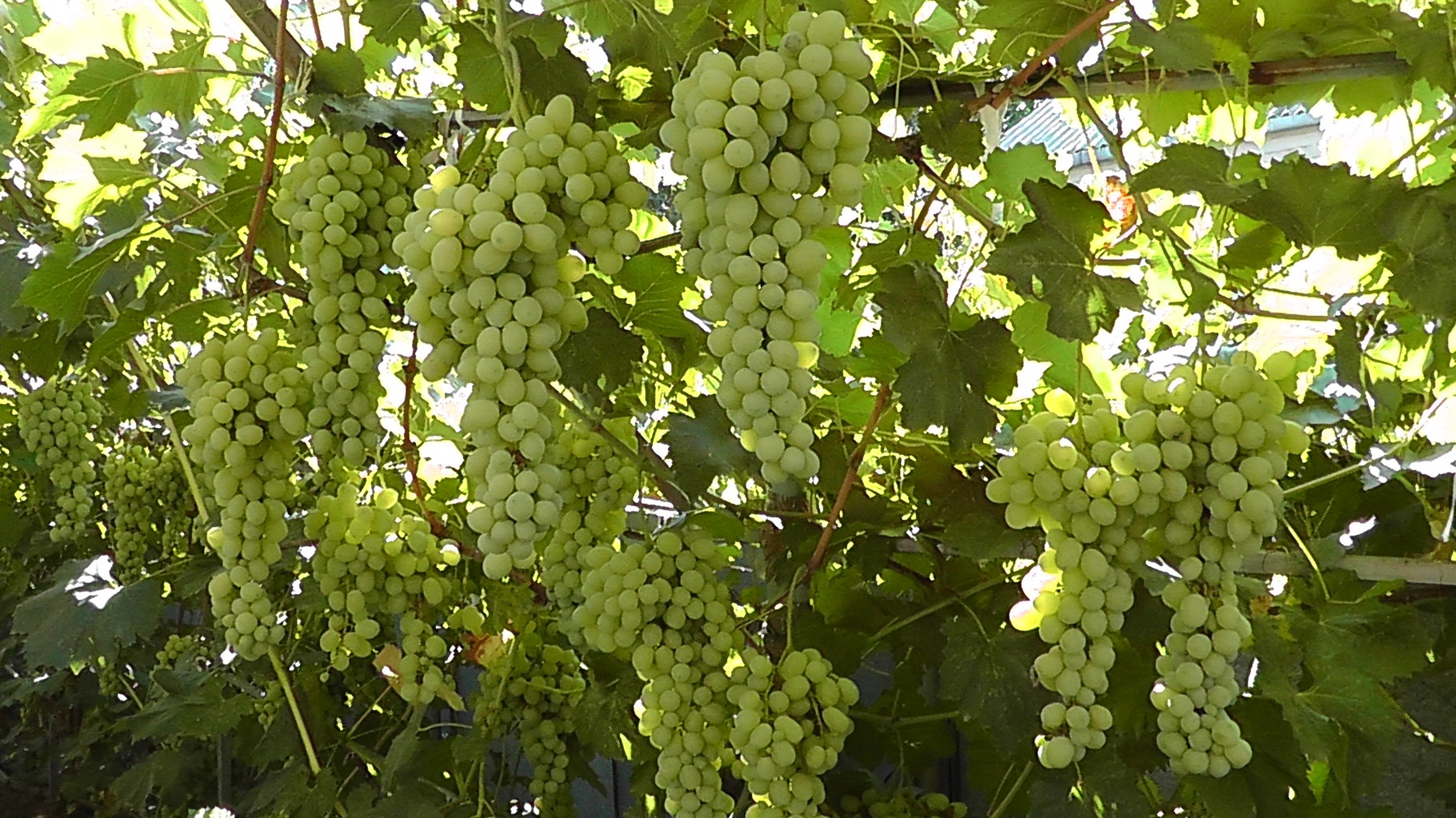 Виноград лора: описание сорта, характеристика и уход