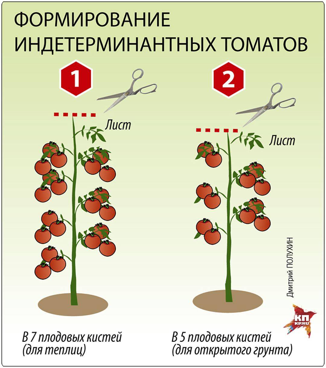 Как формировать низкорослые томаты в теплице пошаговое фото для начинающих