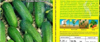 Огурец «зятек f1»: описание сорта, особенности выращивания, борьба с вредителями