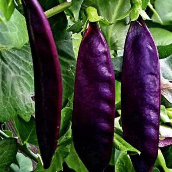 Фиолетовый горох: лучшие сорта, описание и характеристика, выращивание с фото