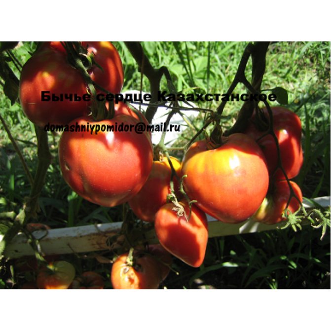 ✅ о томате сердце буйвола: описание сорта, характеристики помидоров, посев - tehnomir32.ru