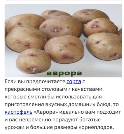 Картофель лаура – описание сорта, фото, отзывы